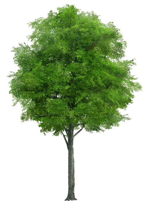Tree png images .
